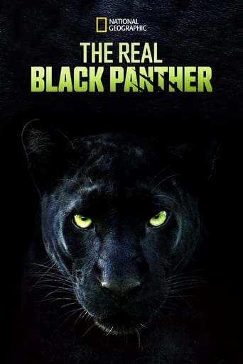 The Real Black Panther 2020